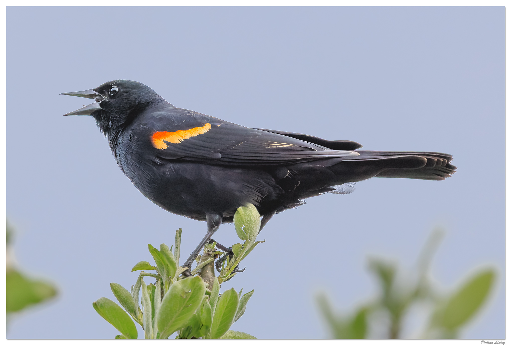 CR5m2_RedWingBBird041025.jpg