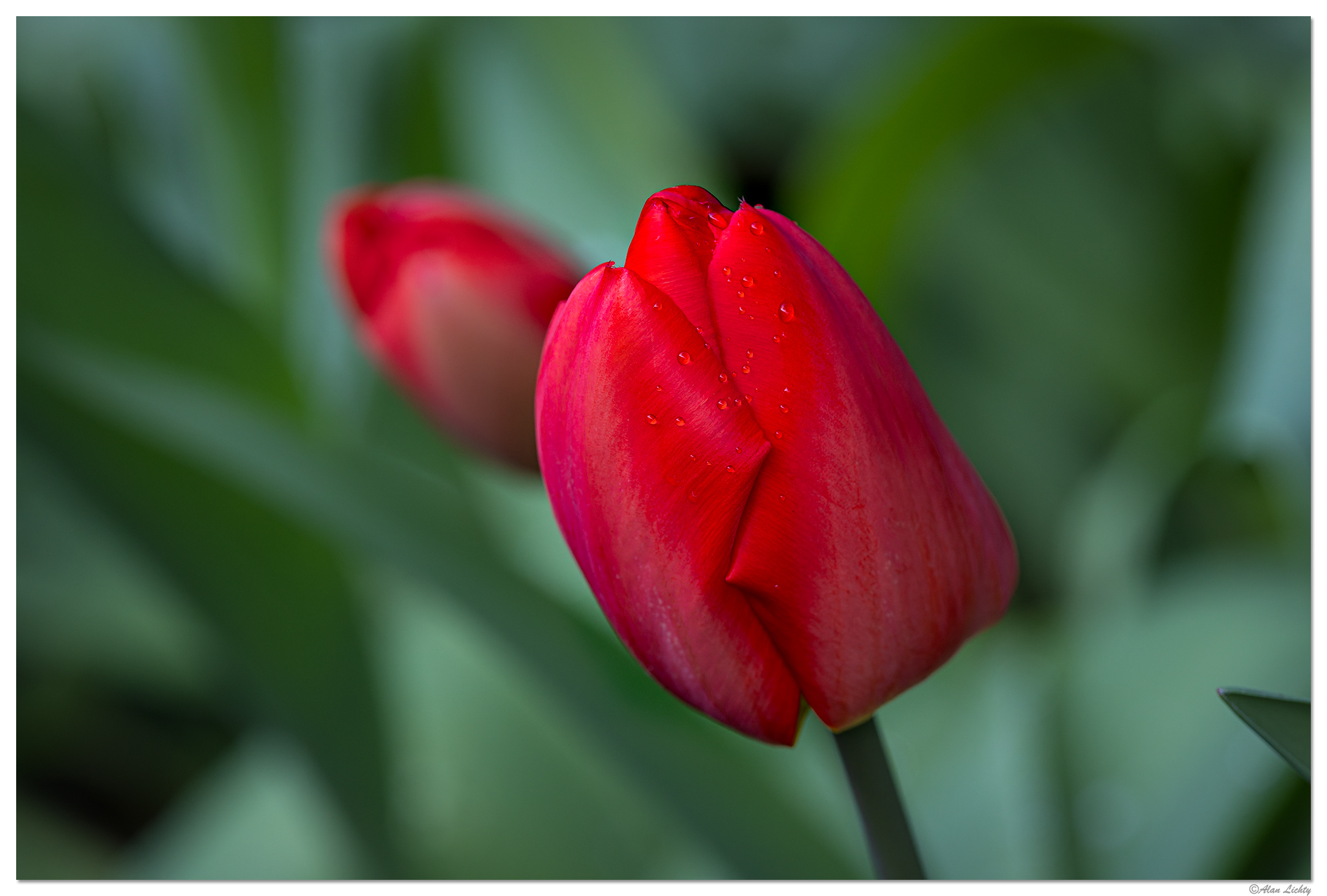 CR5m2_RTulip032925.jpg