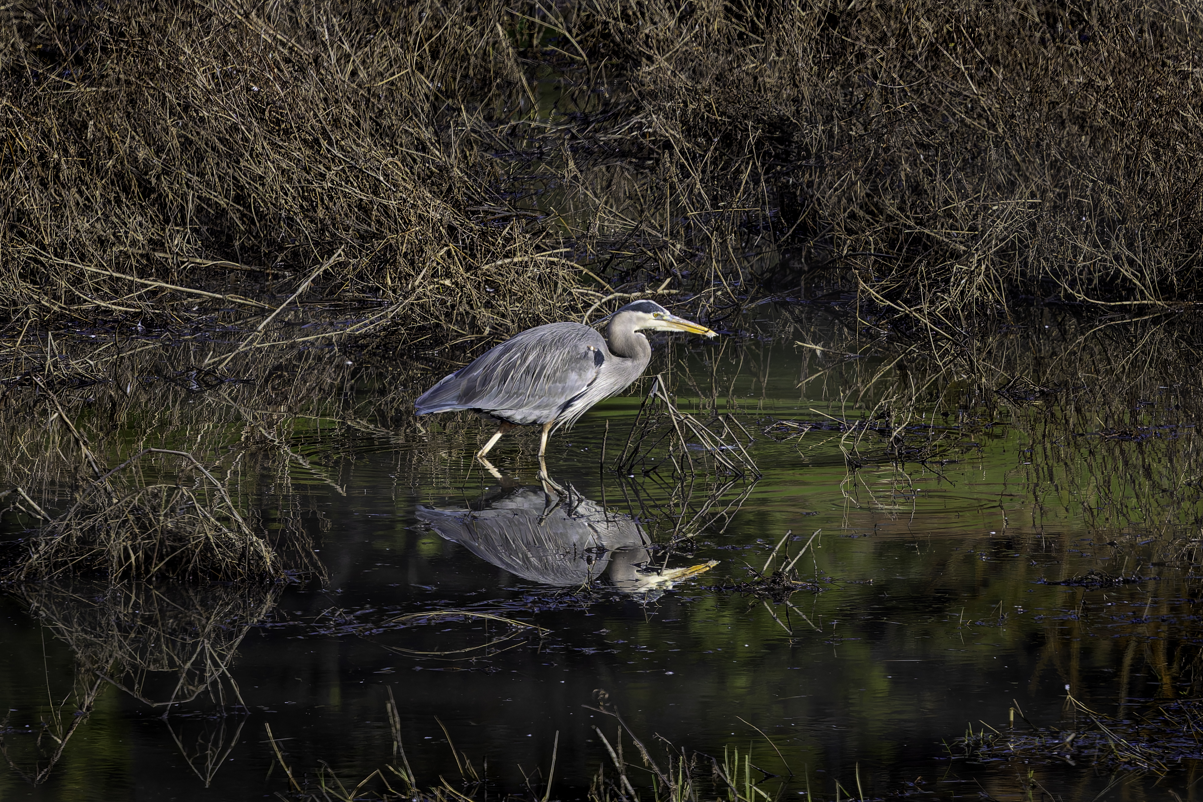 CR5m2_SalmonCreekGBH2010825.jpg