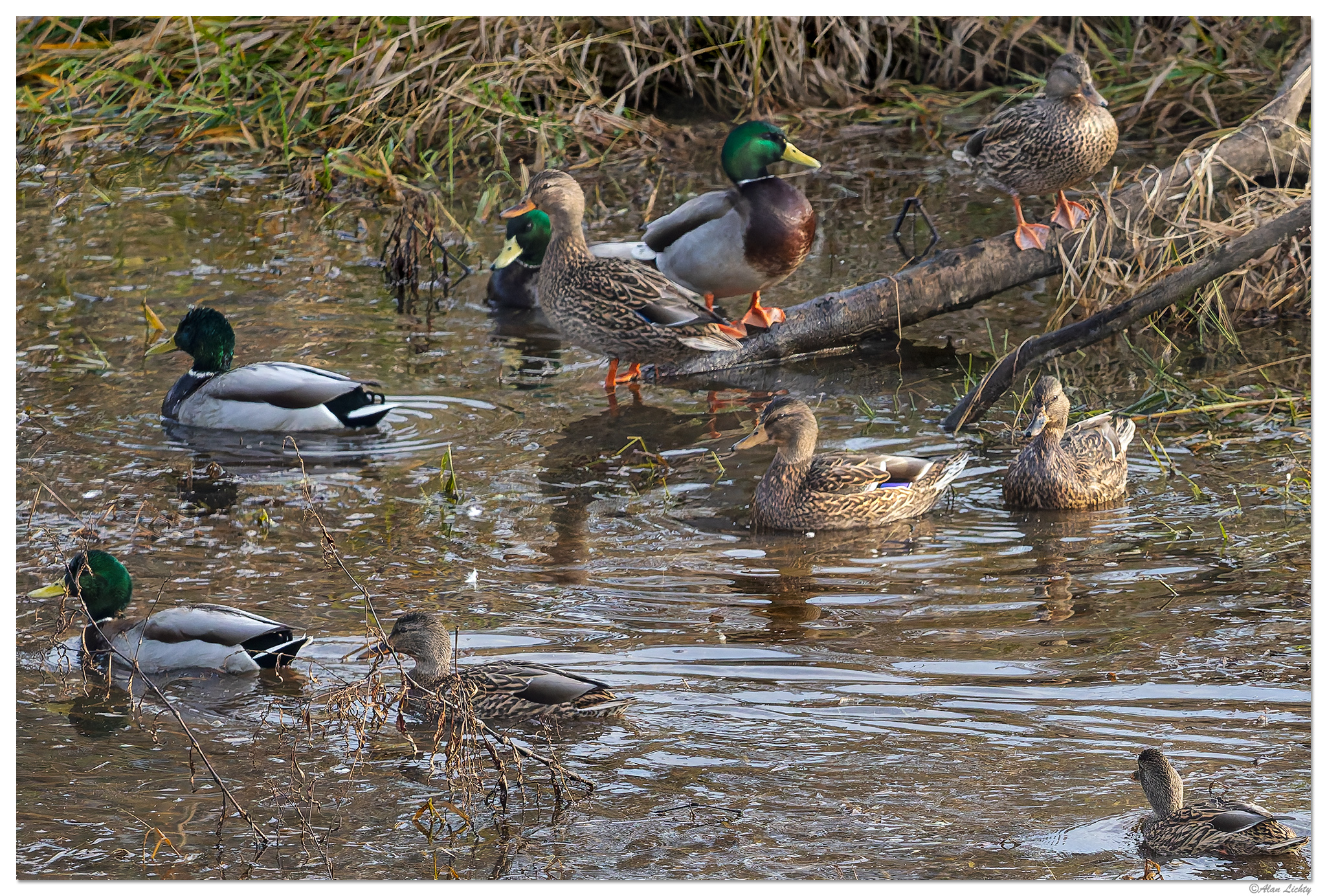 CR5m2_SC-Mallards111225.jpg
