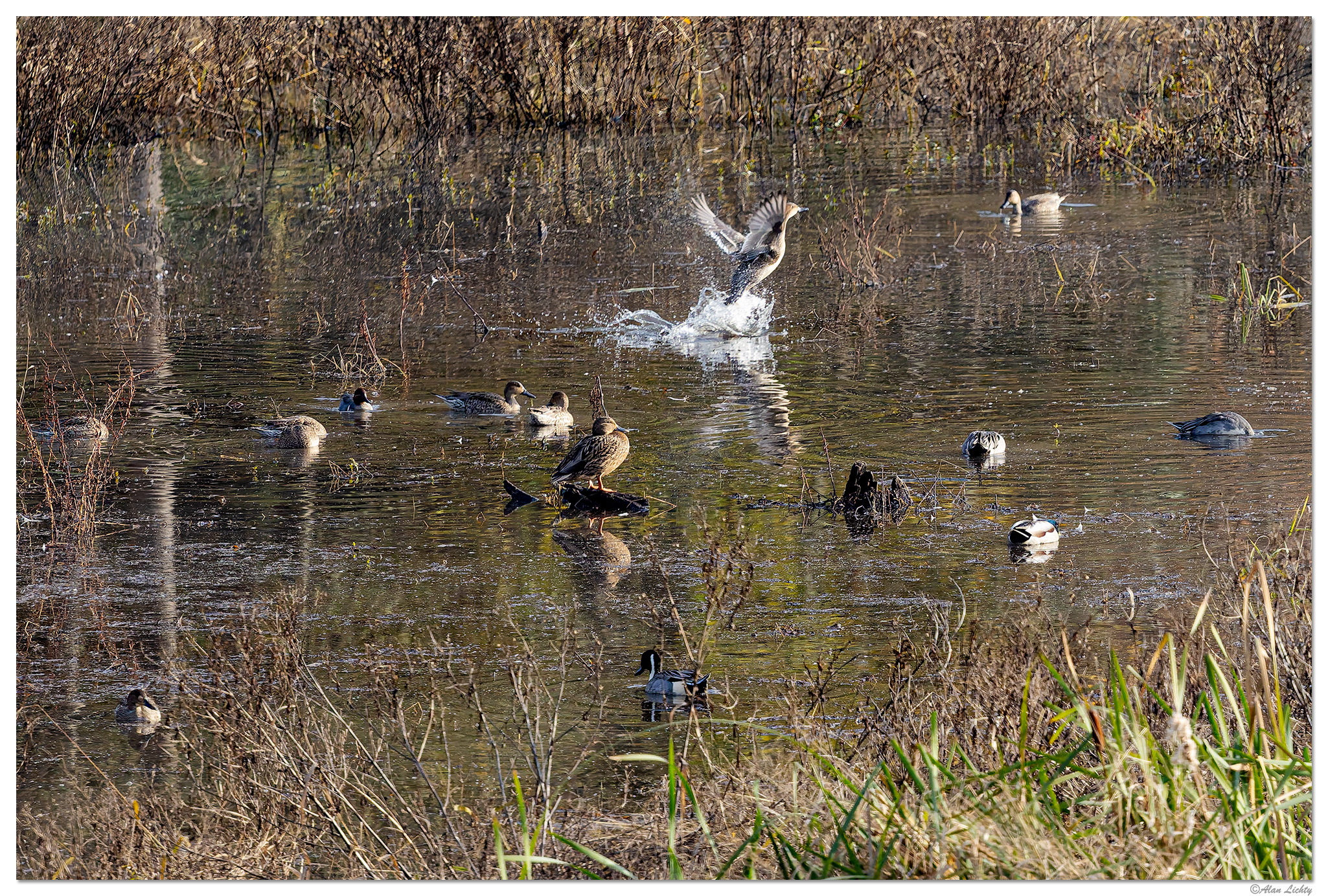 CR5m2_SC-Pintails111225.jpg