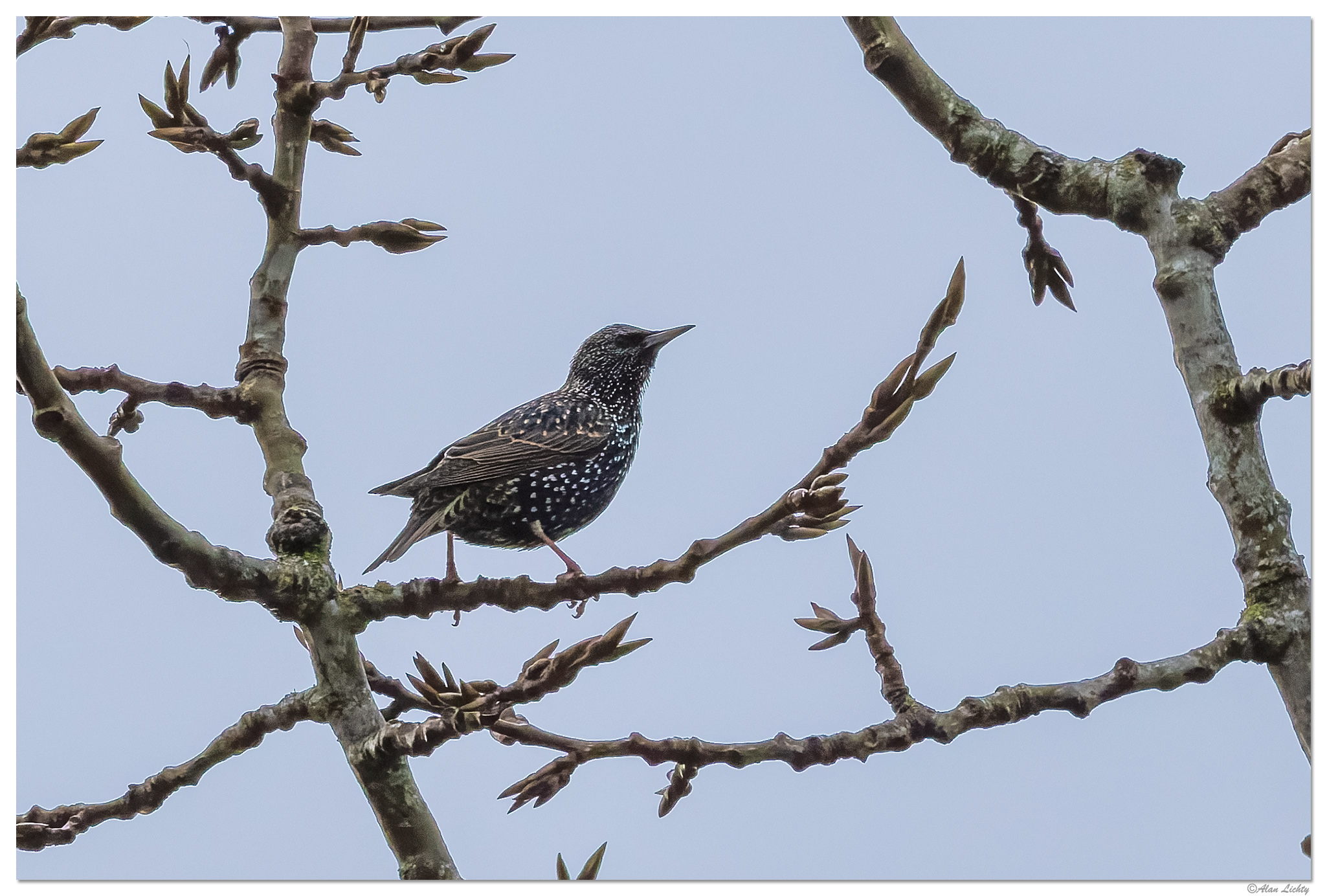 CR5m2_Starling011225.jpg