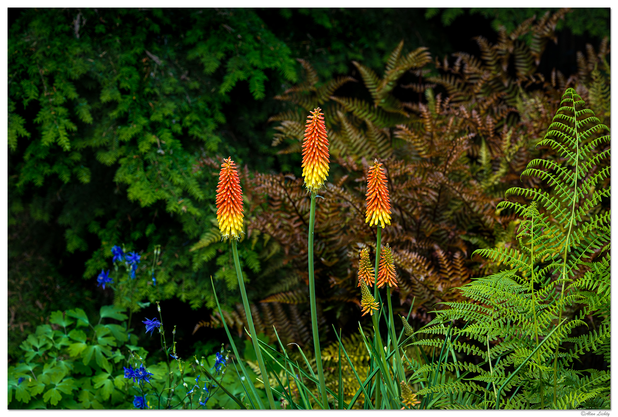 CR5m2_TorchLily061025.jpg