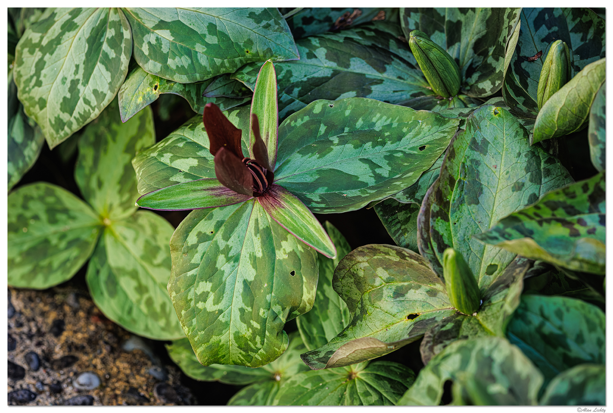 CR5m2_Trillium032626.jpg