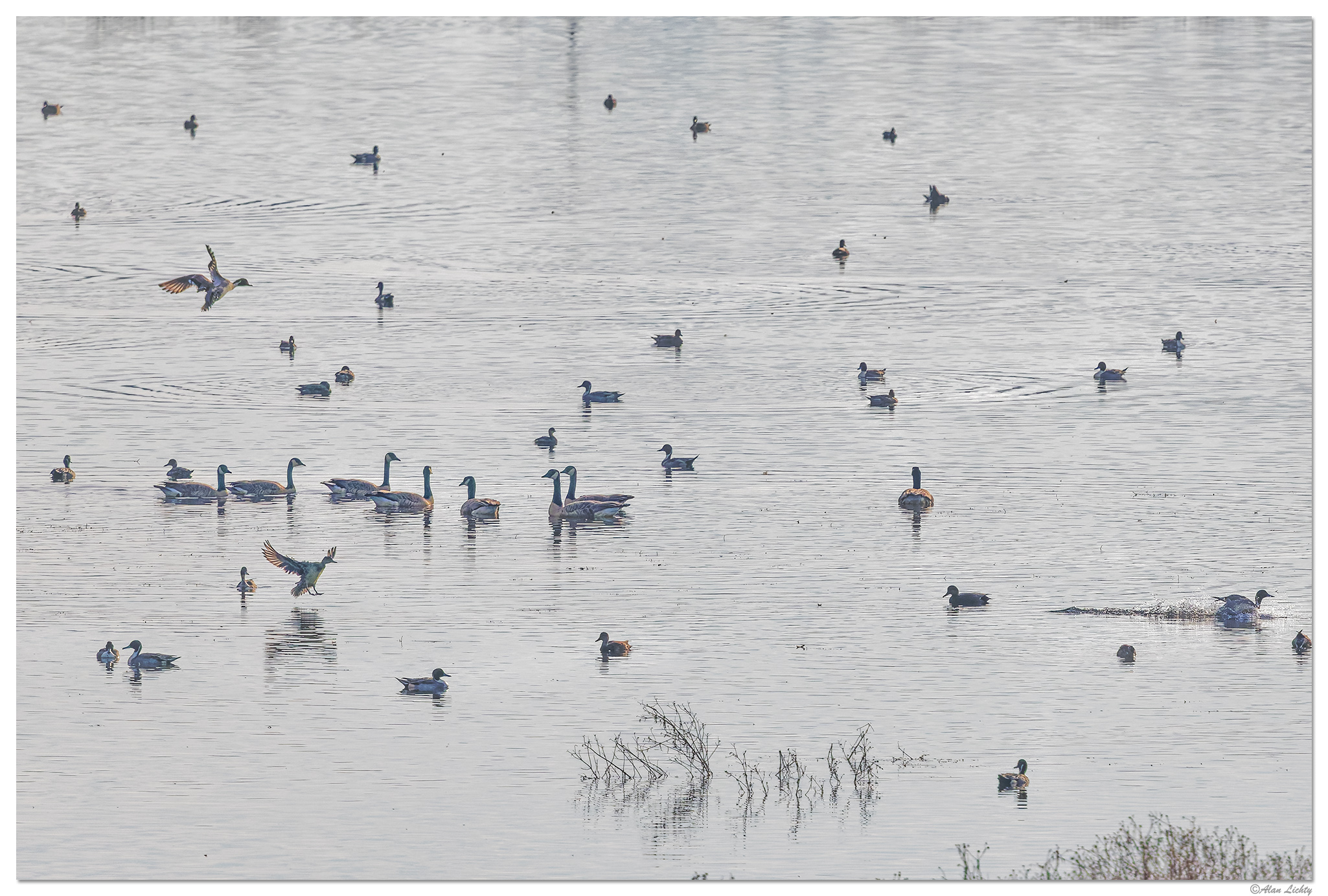 CR5m2_WinterVisitors111225.jpg