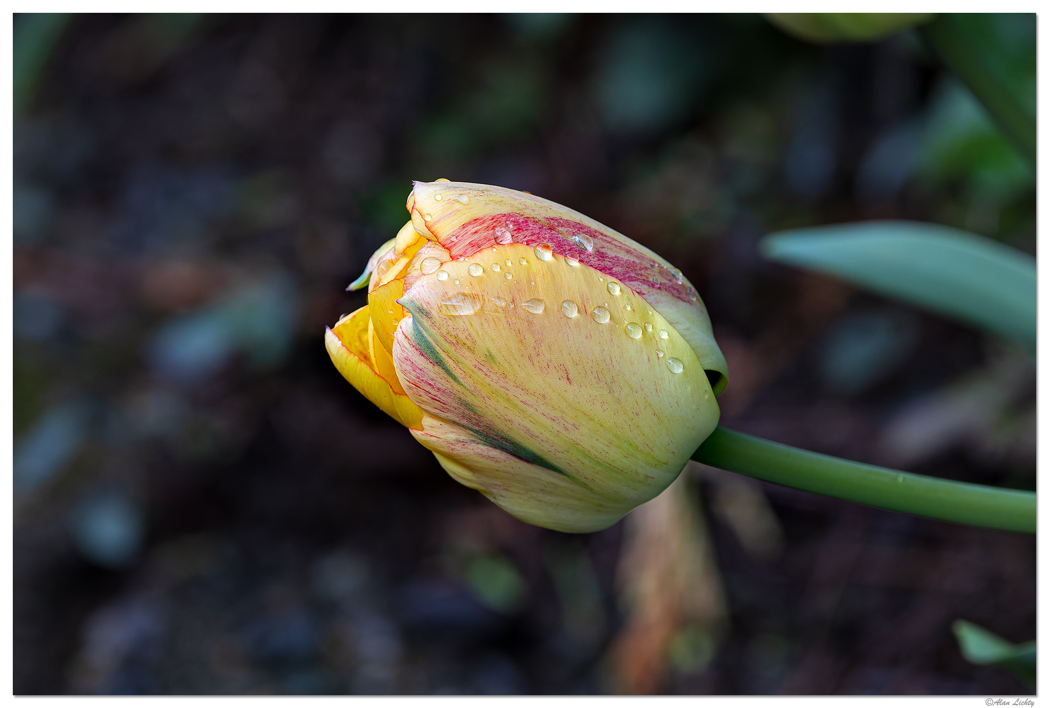 CR5m2_YTulip032925.jpg