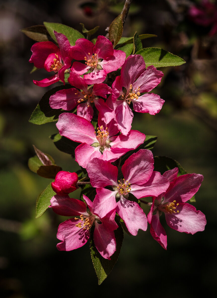crabapple-1.jpg