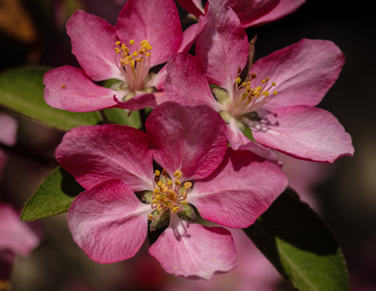 Crabapple 2.jpg
