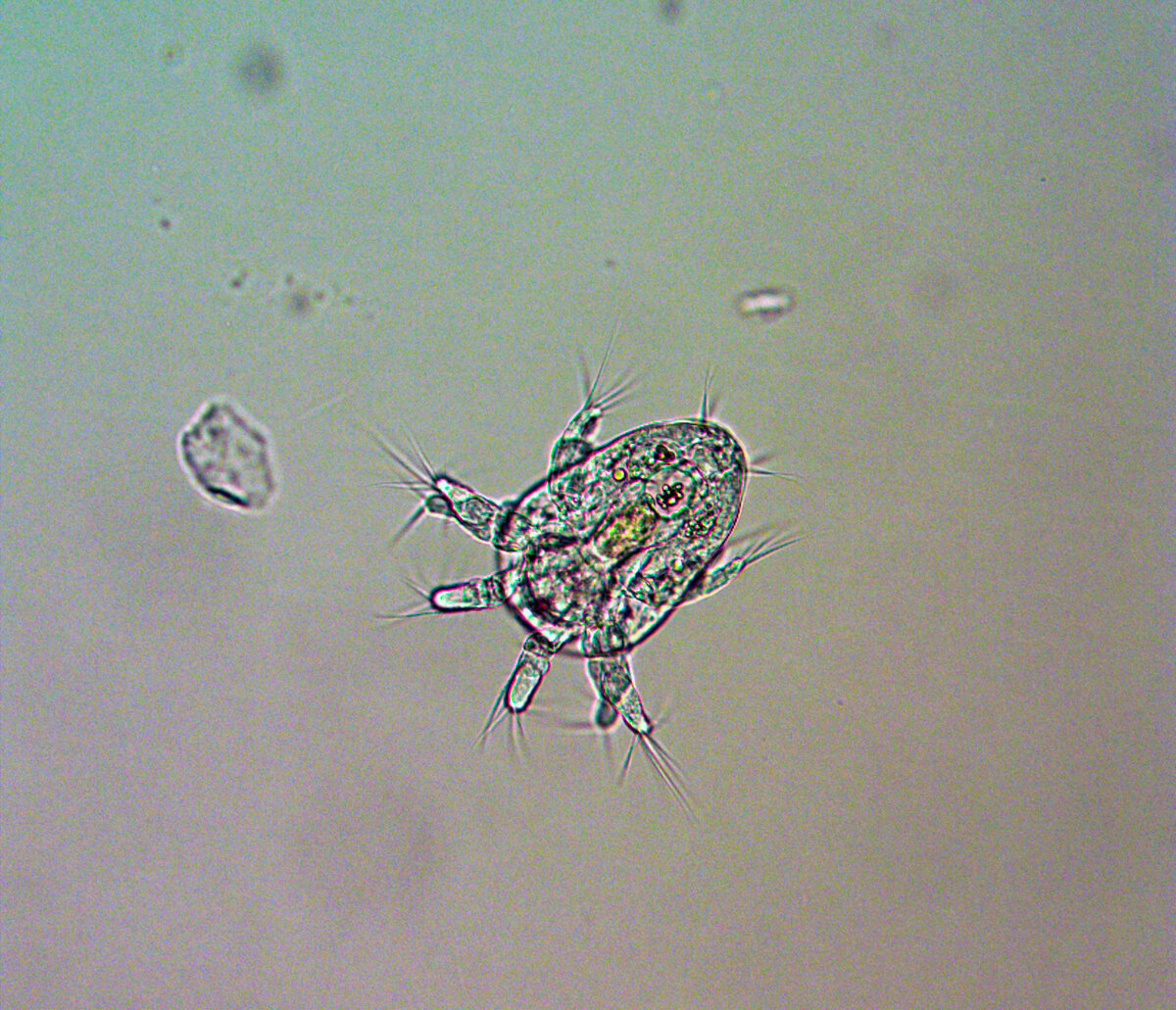 crablike0005-1.jpg