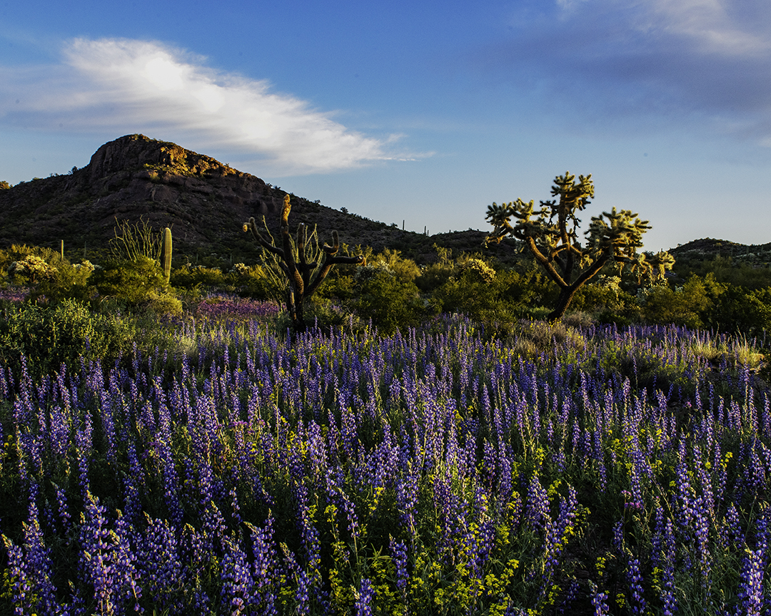 Crack of Dawn, Organ Pipe Cactus National Monument, AZ  III.jpg