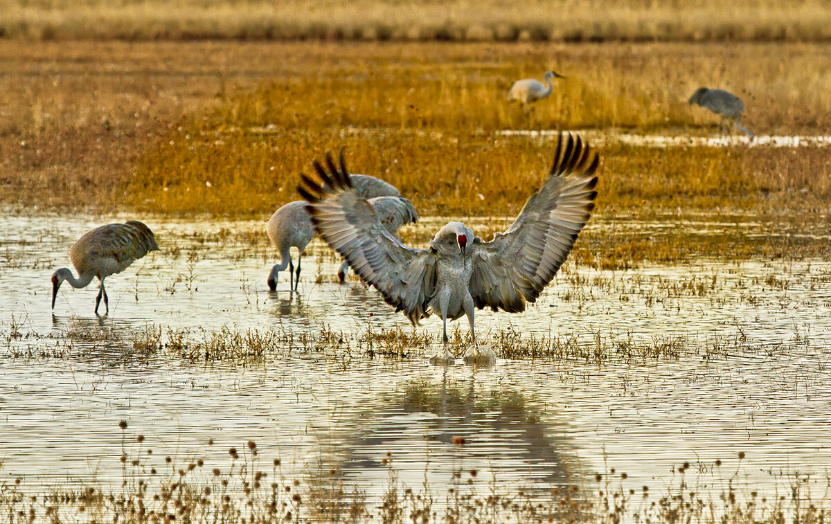 crane-1.jpg