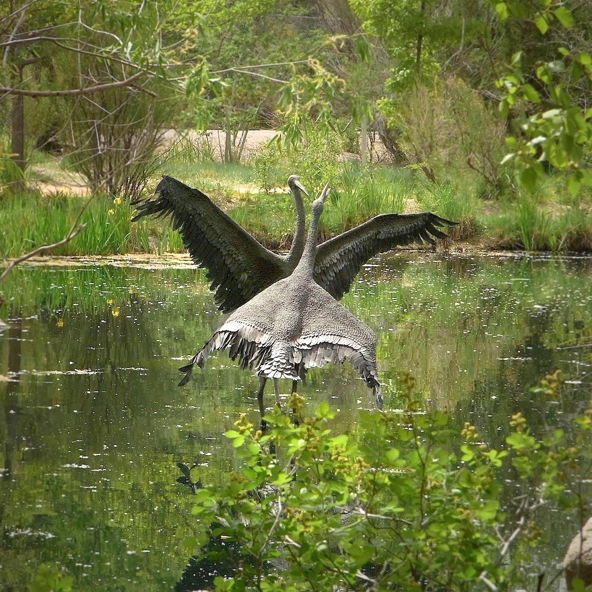 cranes.jpg