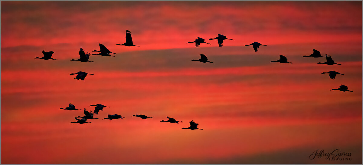 cranessunrise1.jpg