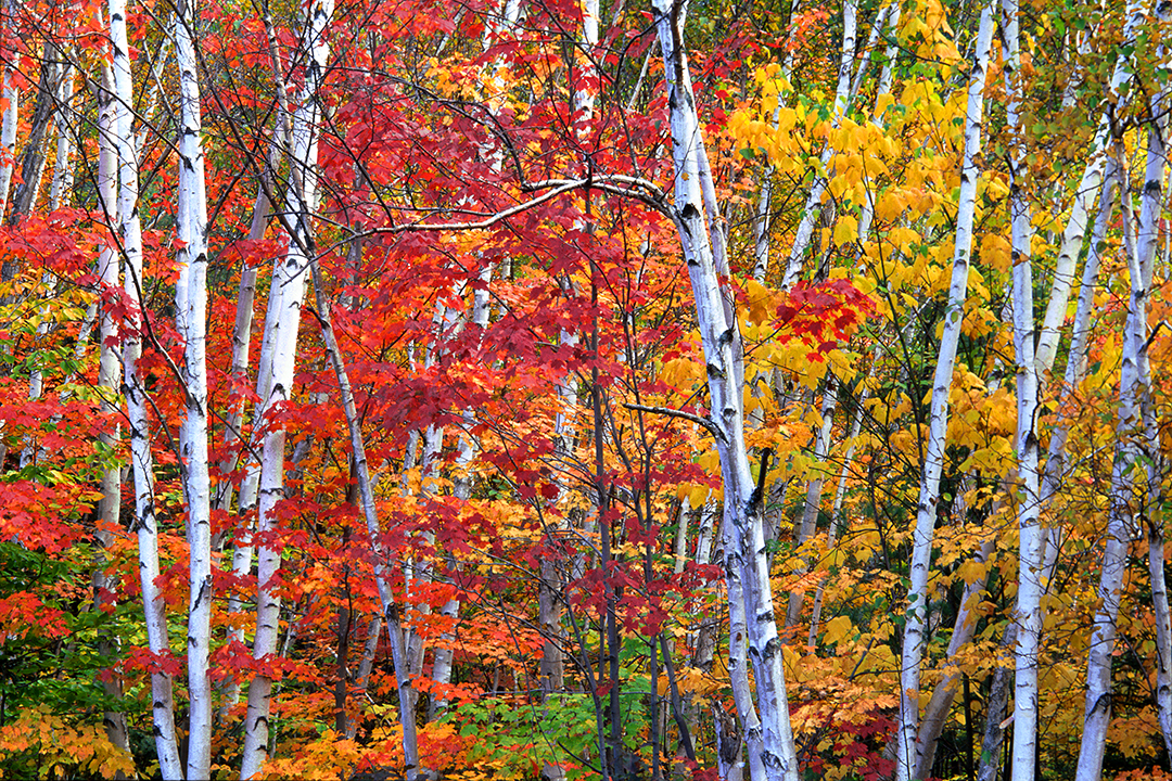 Crawford Notch, S.P.jpg