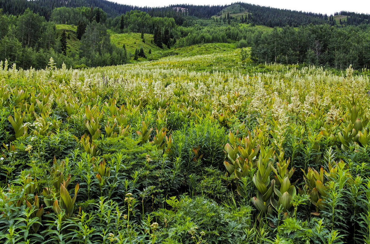 crested butte3.jpg