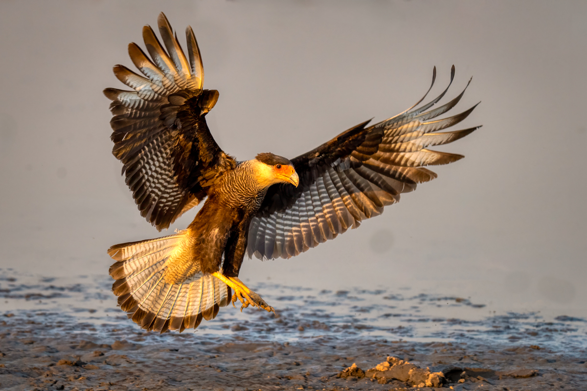 Crested caracara-04771-Edit.jpg