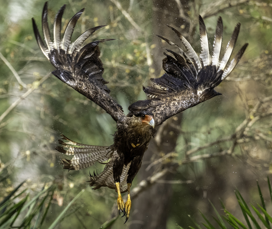 Crested caracara-08819-Edit.jpg