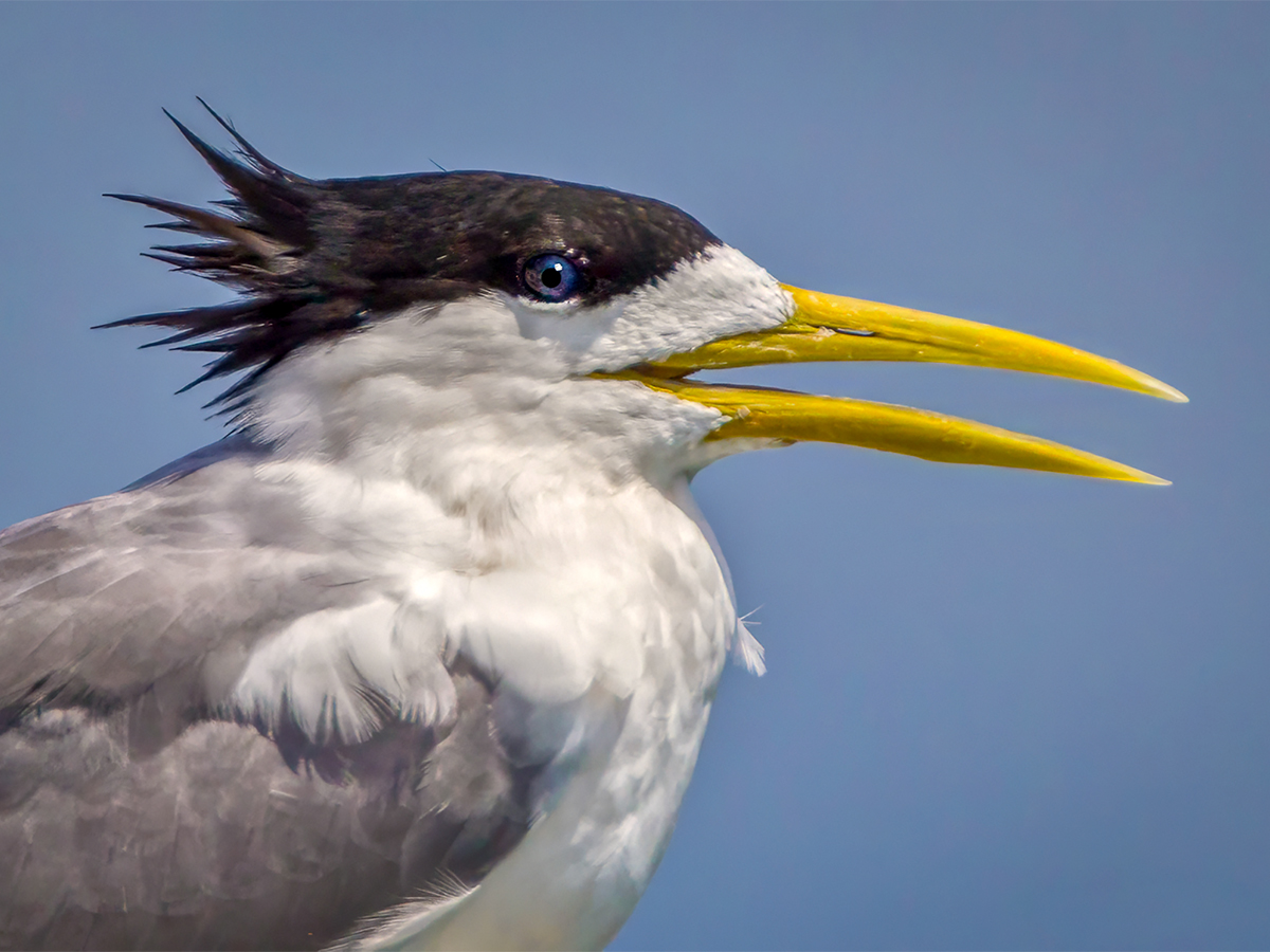Crested Tern, Australia.jpg