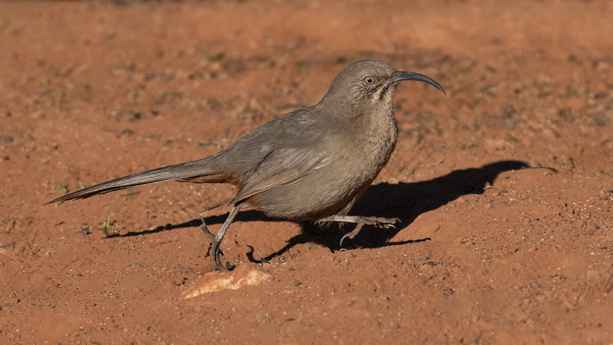 Crissal Thrasher 6680-Edit.jpg