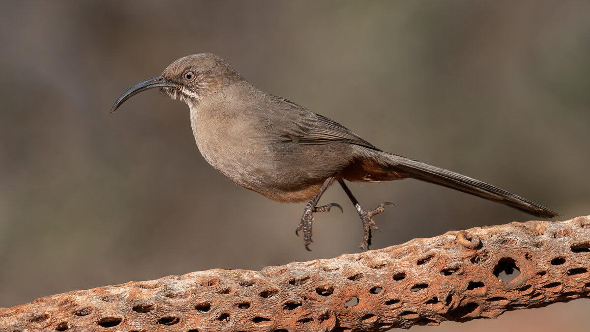 Crissal thrasher-6883-Edit.jpg