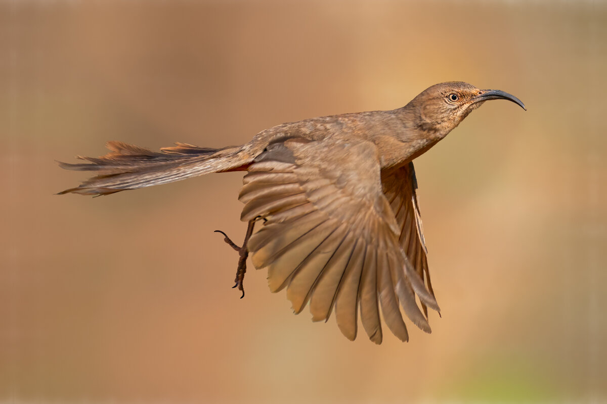 Crissal thrasher-9725-Edit.jpg