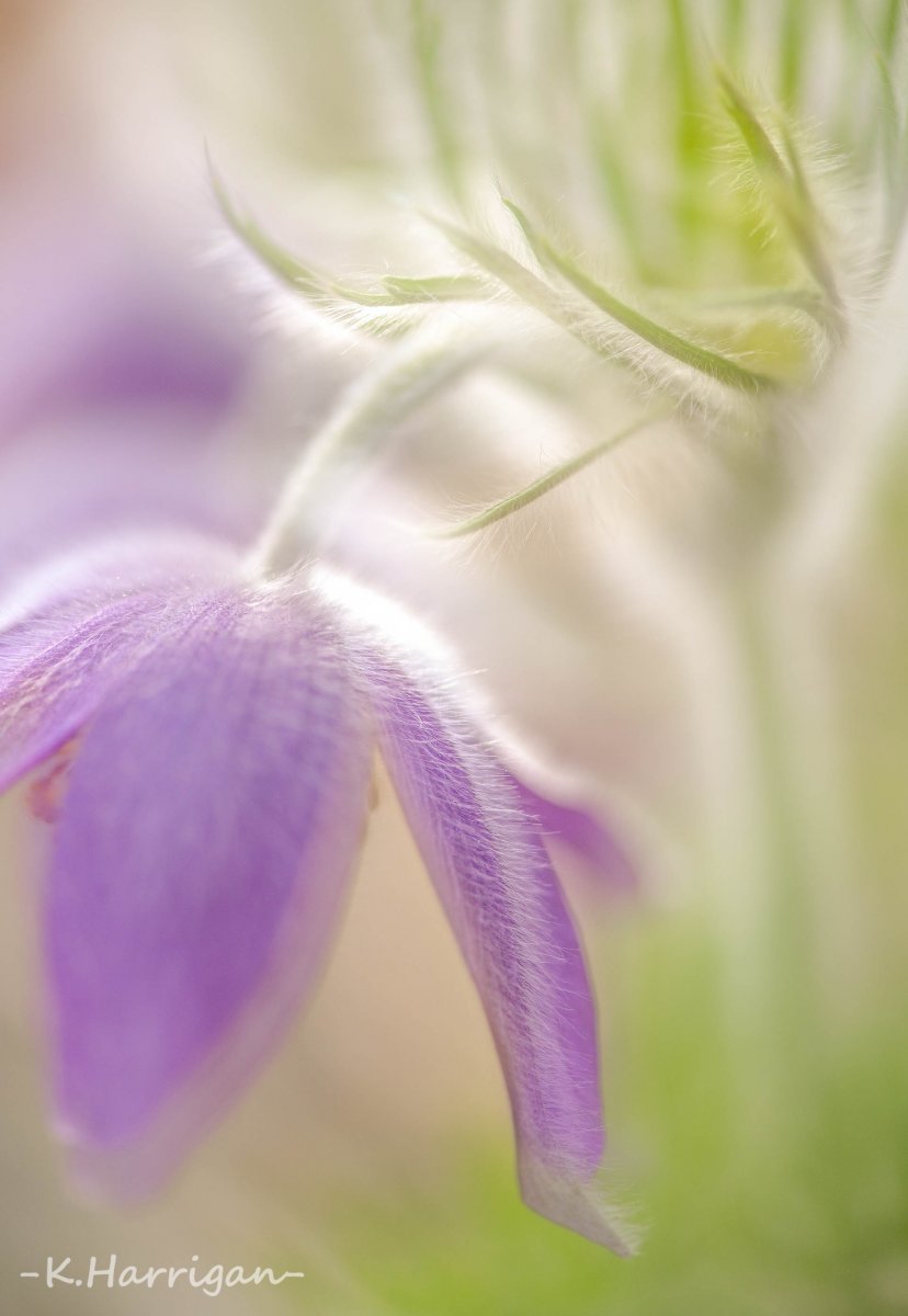 Crocus-like Flower.jpg