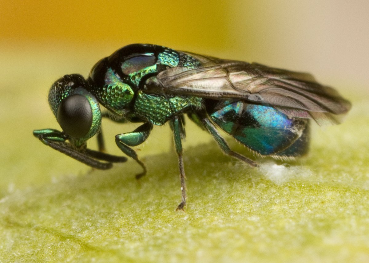 Cuckoo Wasp _0418.jpg