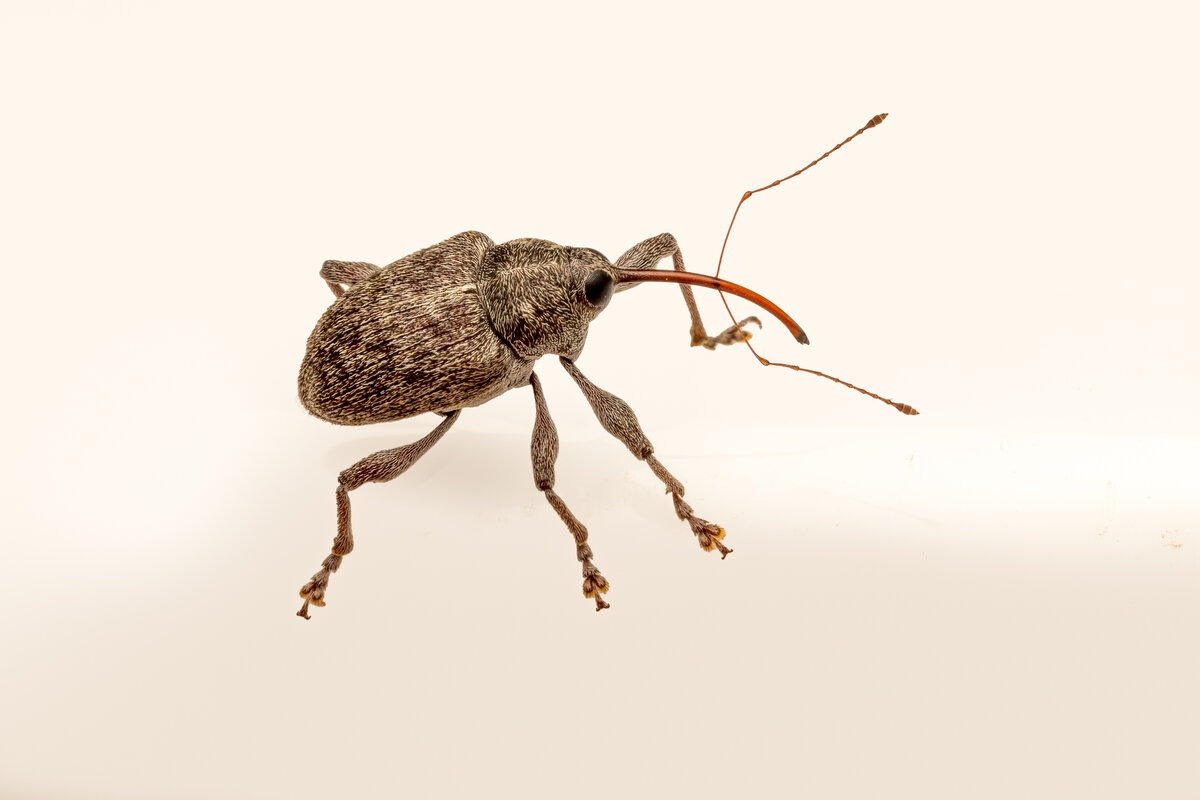 Curculio glandium-8127-Edit-Edit.jpg