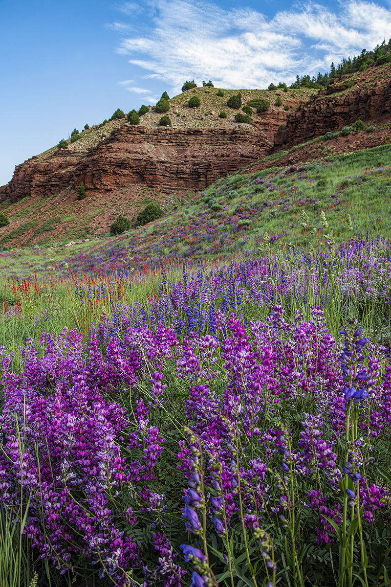 D85_4254.jpg