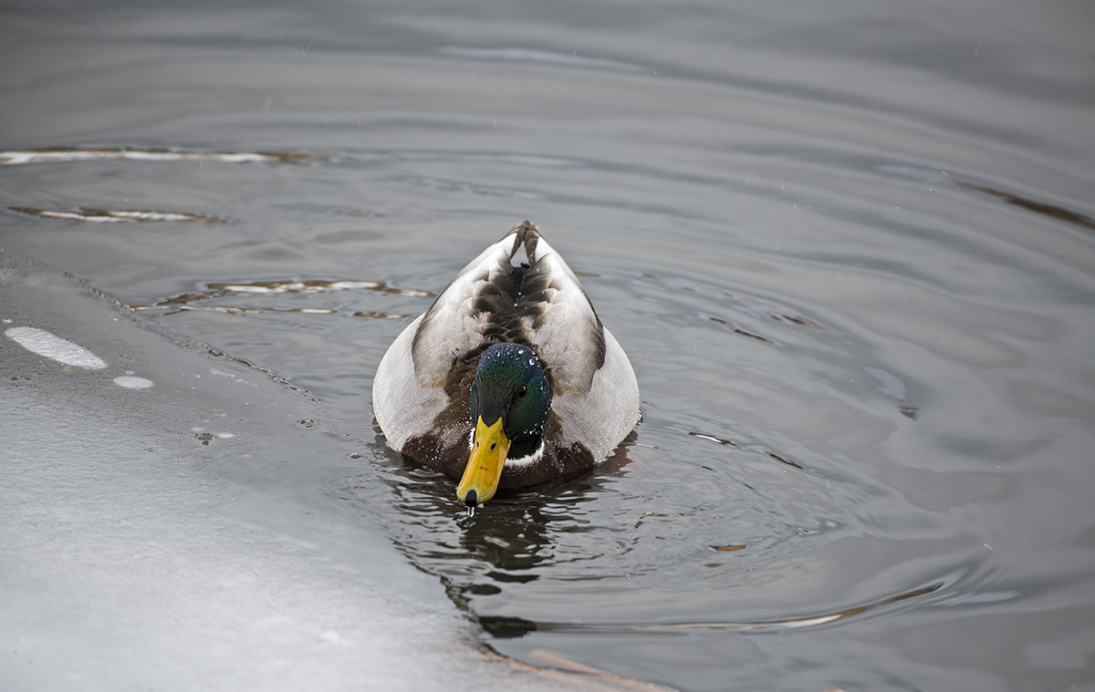D85_7335.jpg
