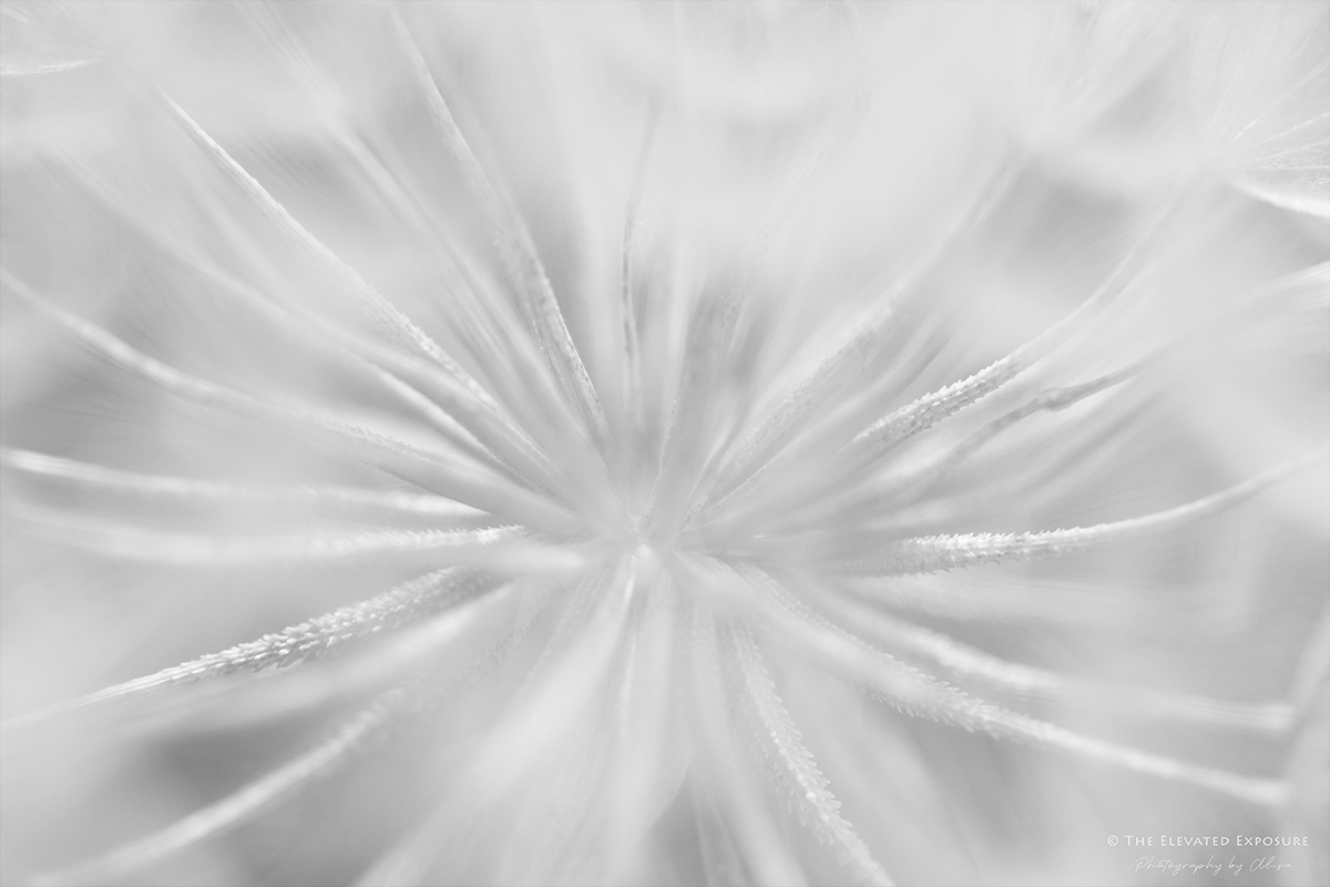 D85_9971.jpg