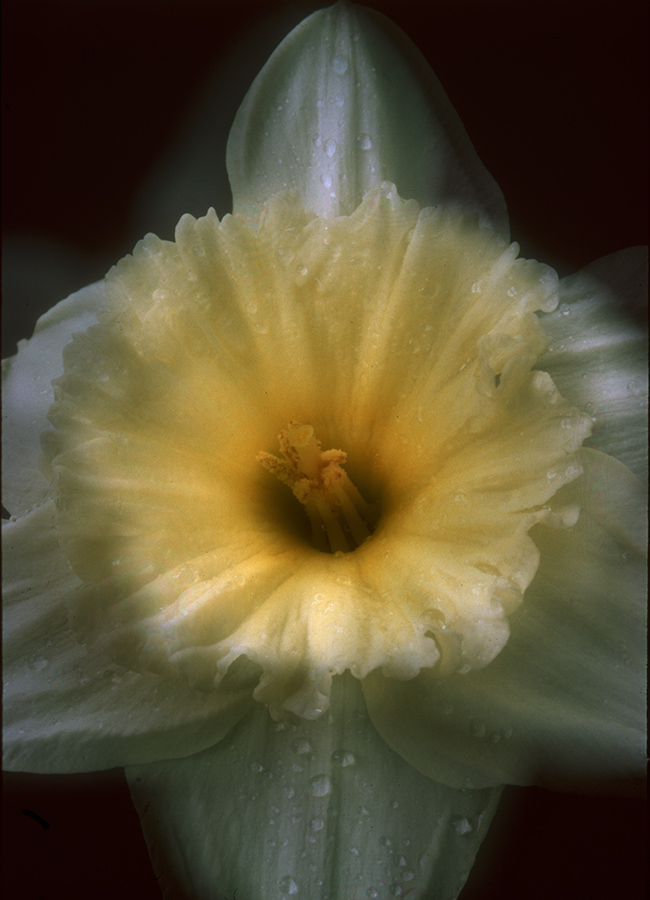 Daffodil1-1.jpg