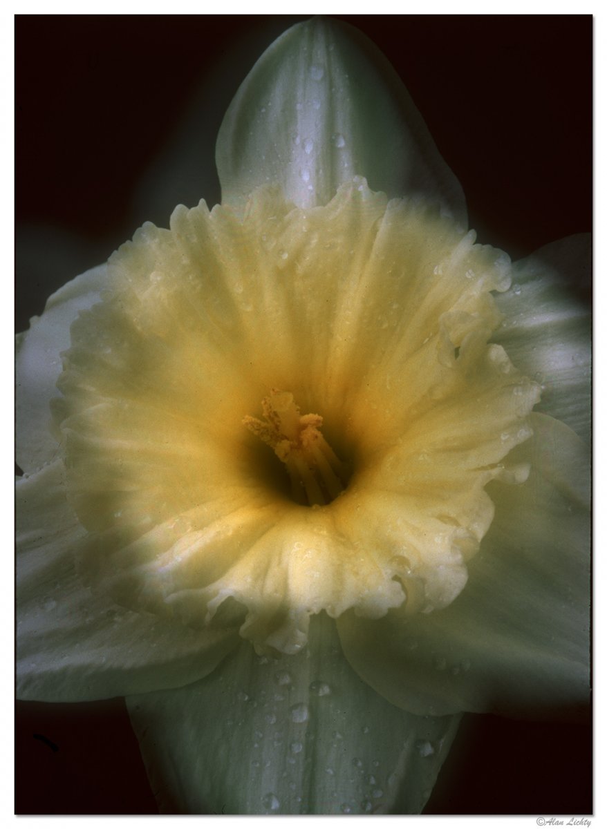 DaffodilHaze.jpg