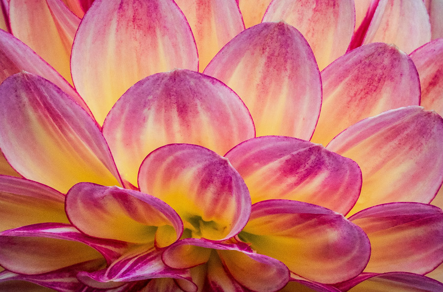 Dahlia macro.jpg