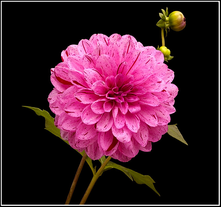 dahlia1.jpg