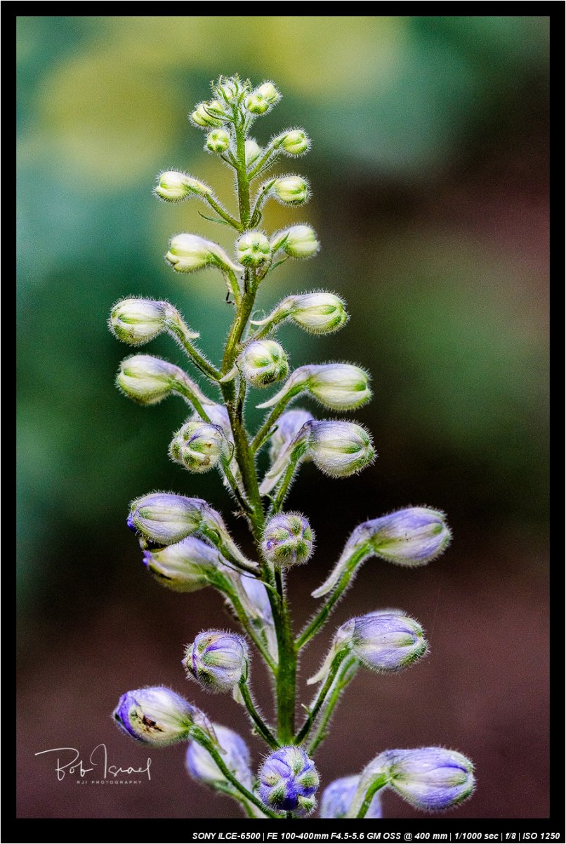 Daily Wanderings 081917-49-Edit-Edit.jpg