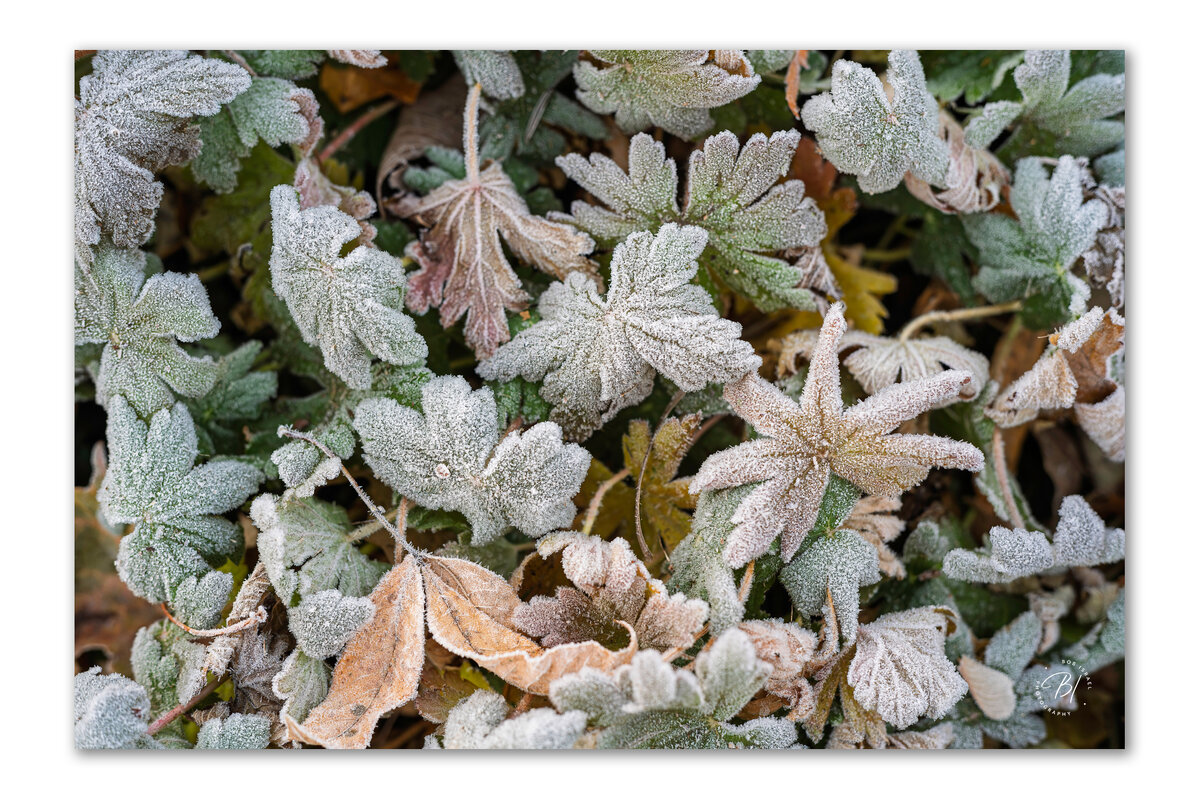 Daily Wanderings 112125-11-Edit_Original ratio_1803x1200_U_100.jpg