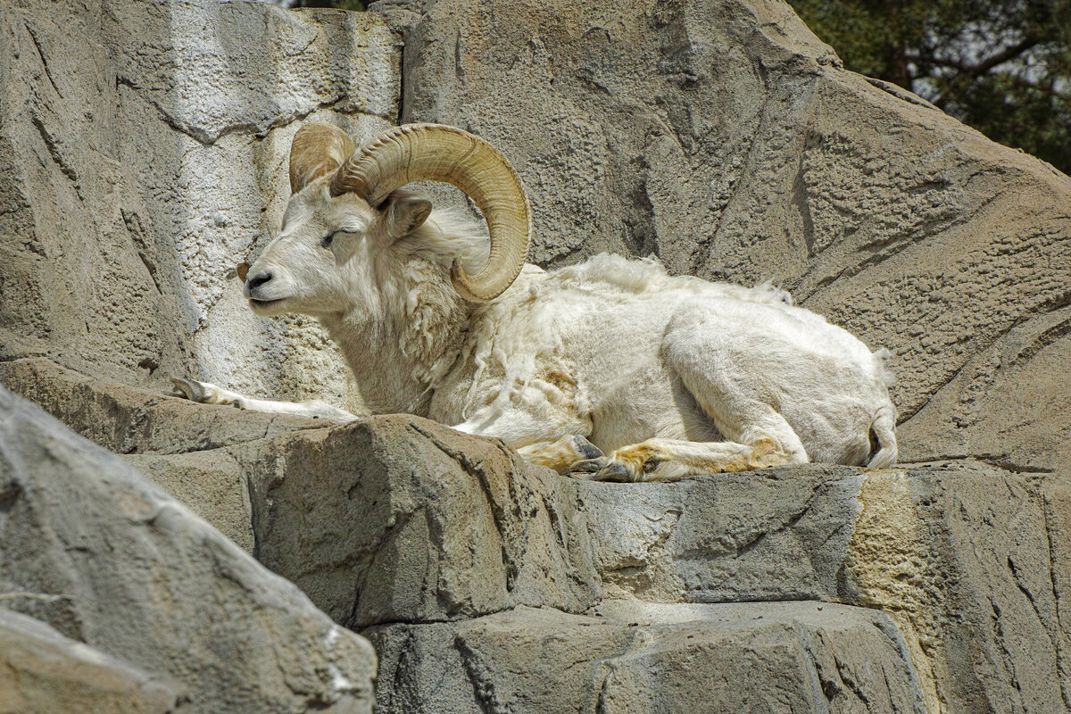 Dall Ram.jpg