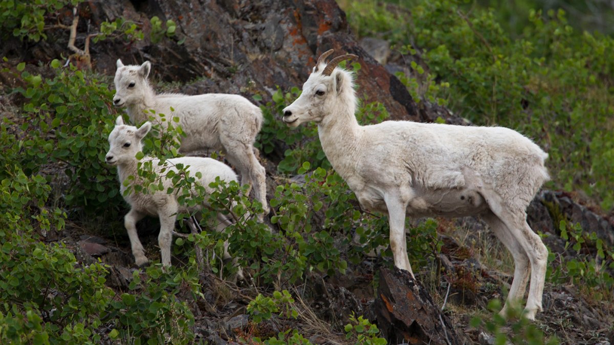 Dall Sheep Ewe and two lambs.jpg