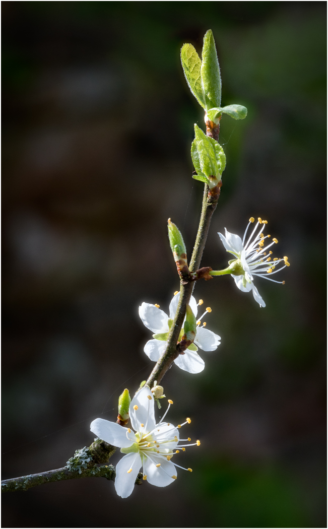 damson blossom.jpg