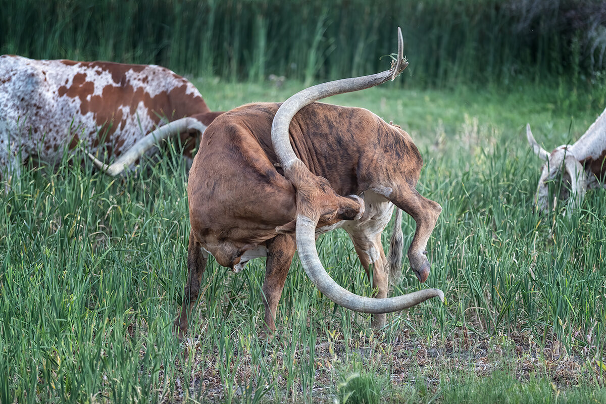 DancingLonghornNoiseSharpNik.jpg