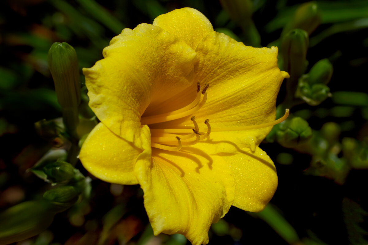 day lily.jpg