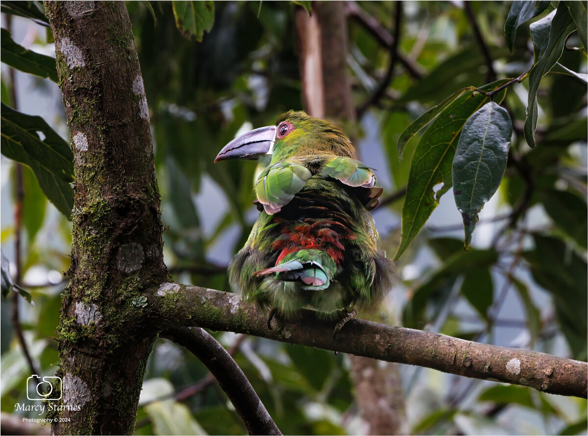 day2_toucan_01_web.jpg