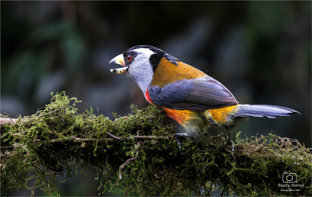 day2_toucan_barbet_01_web.jpg