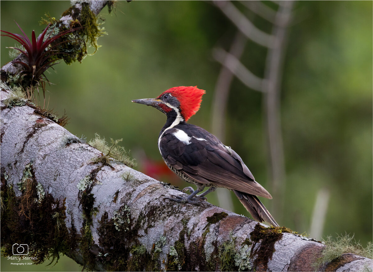 day4_lineated_woodpecker_2_web.jpg
