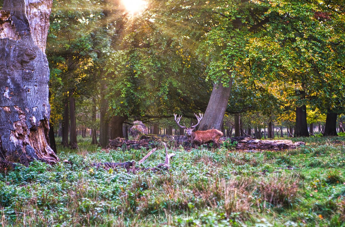 deer 1.jpg