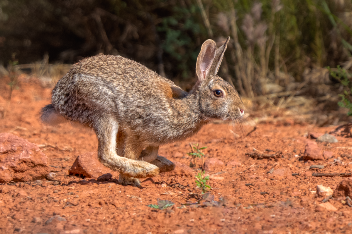 Desert cottontail-07458-Edit.png