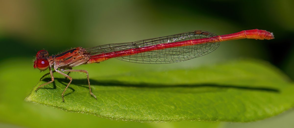 Desert Firetail (Telebasis salva).jpg