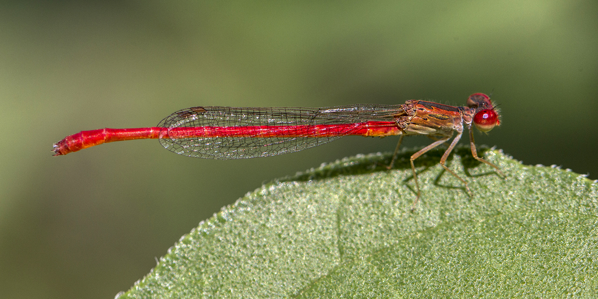 Desert Firetail (Telebasis salva).jpg
