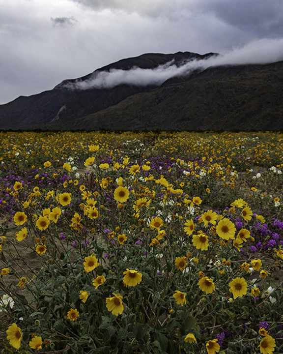 Desert Gold Sunflowers V.jpg